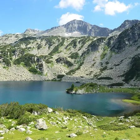 Belvedere Club H41 *